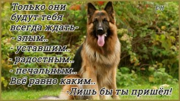 Скончался пес, который 11 лет ночевал возле могилы своего хозяина