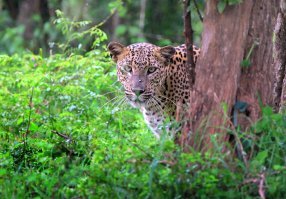В Шри-Ланке был два раза. Замечательная страна и люди. Местные не любят когда Шри-Ланку называют Цейлоном- колониальное прошлое.
В этой замечательной стране наслаждался сафари по национальным паркам. Там очень очень много разной живности, которая не боится человека.