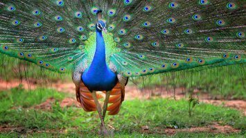 В Шри-Ланке был два раза. Замечательная страна и люди. Местные не любят когда Шри-Ланку называют Цейлоном- колониальное прошлое.
В этой замечательной стране наслаждался сафари по национальным паркам. Там очень очень много разной живности, которая не боится человека.