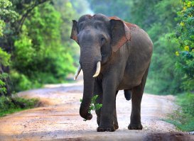 В Шри-Ланке был два раза. Замечательная страна и люди. Местные не любят когда Шри-Ланку называют Цейлоном- колониальное прошлое.
В этой замечательной стране наслаждался сафари по национальным паркам. Там очень очень много разной живности, которая не боится человека.
