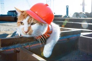 Тут котом с лампой не обойтись...