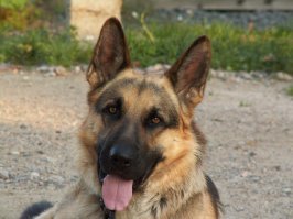 Уже в который раз вспоминается истина: - "Чем больше узнаю людей, тем больше нравятся собаки". Сегодня у нашего немчика день рождения. Старенький уже, но еще бодрячок.