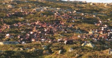 Иногда ещё и так бывает. Это в Норвегии. Погибло 323 оленя.