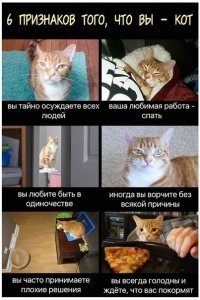 Субботний котопост