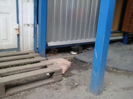 Я тоже по возможности в приюты корм кошачий передаю, денюшек подкидываю. Бездомных кормлю кошек. Это на работе котята, уже выросли.