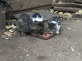 Я тоже по возможности в приюты корм кошачий передаю, денюшек подкидываю. Бездомных кормлю кошек. Это на работе котята, уже выросли.