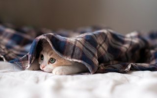 Субботний котопост