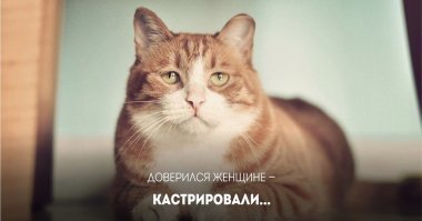 Субботний котопост