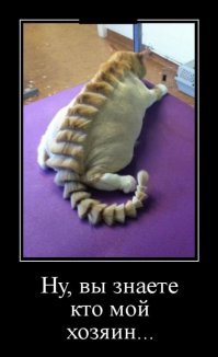 Субботний котопост