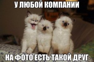 Субботний котопост