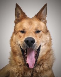 А вот это наш приемыш - смышленый парень, но характером и массой дурных привычек. Ориентировочно, от полутора до двух лет парню.