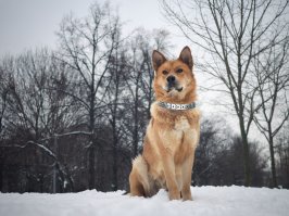 А вот это наш приемыш - смышленый парень, но характером и массой дурных привычек. Ориентировочно, от полутора до двух лет парню.