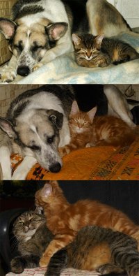 У нас тоже не давн умерла собака, двух котов выкормила, но ни один из них как то не тоскавал.