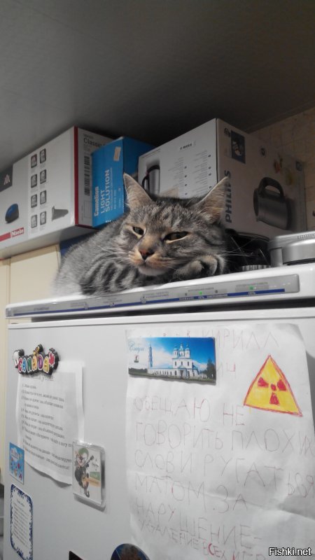 Мы кота тоже из приюта взяли. Решили, что породистых и так купят, а мы дадим шанс обычному приёмышу-подобранцу. Наша любимая домашняя сКОТинка. :)))
Был худющим вертлявым котёнком - шерсть и кости. Стал здоровенным лоснящимся котярой. Как гоцал конём по комнатам, так и гоцает. В минуты дрёмы могу ещё пофоткать. :)))