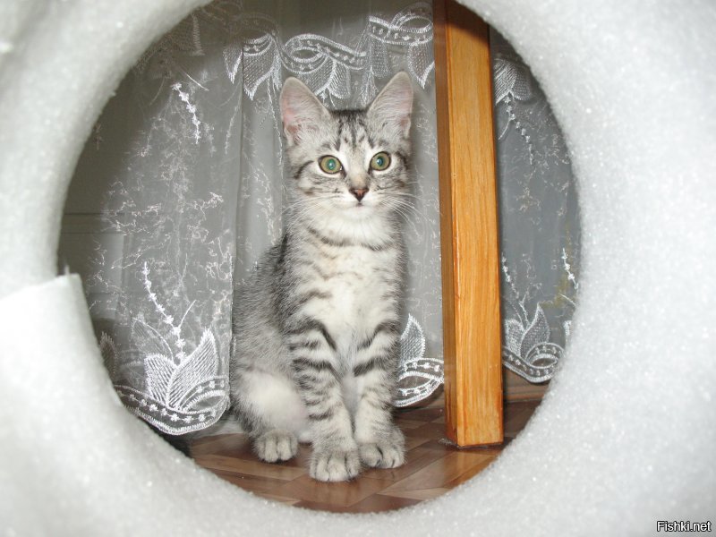 Мы кота тоже из приюта взяли. Решили, что породистых и так купят, а мы дадим шанс обычному приёмышу-подобранцу. Наша любимая домашняя сКОТинка. :)))
Был худющим вертлявым котёнком - шерсть и кости. Стал здоровенным лоснящимся котярой. Как гоцал конём по комнатам, так и гоцает. В минуты дрёмы могу ещё пофоткать. :)))