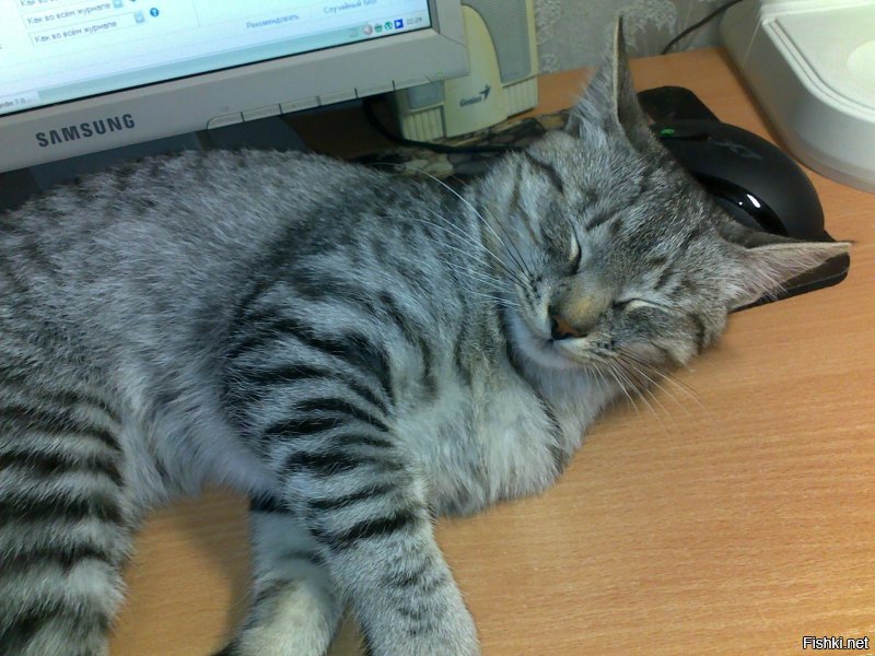 Мы кота тоже из приюта взяли. Решили, что породистых и так купят, а мы дадим шанс обычному приёмышу-подобранцу. Наша любимая домашняя сКОТинка. :)))
Был худющим вертлявым котёнком - шерсть и кости. Стал здоровенным лоснящимся котярой. Как гоцал конём по комнатам, так и гоцает. В минуты дрёмы могу ещё пофоткать. :)))