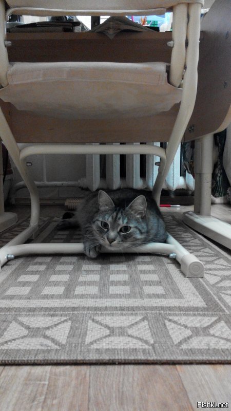 Мы кота тоже из приюта взяли. Решили, что породистых и так купят, а мы дадим шанс обычному приёмышу-подобранцу. Наша любимая домашняя сКОТинка. :)))
Был худющим вертлявым котёнком - шерсть и кости. Стал здоровенным лоснящимся котярой. Как гоцал конём по комнатам, так и гоцает. В минуты дрёмы могу ещё пофоткать. :)))