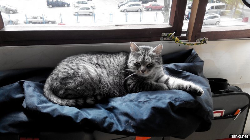 Мы кота тоже из приюта взяли. Решили, что породистых и так купят, а мы дадим шанс обычному приёмышу-подобранцу. Наша любимая домашняя сКОТинка. :)))
Был худющим вертлявым котёнком - шерсть и кости. Стал здоровенным лоснящимся котярой. Как гоцал конём по комнатам, так и гоцает. В минуты дрёмы могу ещё пофоткать. :)))