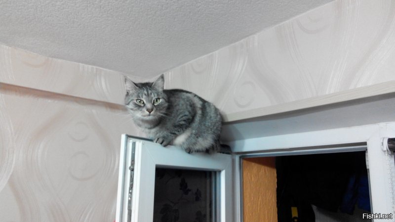 Мы кота тоже из приюта взяли. Решили, что породистых и так купят, а мы дадим шанс обычному приёмышу-подобранцу. Наша любимая домашняя сКОТинка. :)))
Был худющим вертлявым котёнком - шерсть и кости. Стал здоровенным лоснящимся котярой. Как гоцал конём по комнатам, так и гоцает. В минуты дрёмы могу ещё пофоткать. :)))