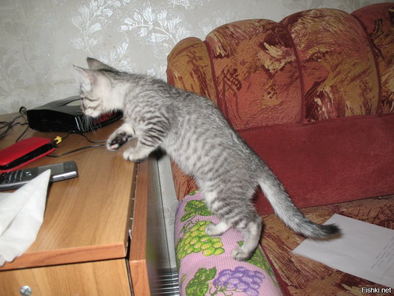 Мы кота тоже из приюта взяли. Решили, что породистых и так купят, а мы дадим шанс обычному приёмышу-подобранцу. Наша любимая домашняя сКОТинка. :)))
Был худющим вертлявым котёнком - шерсть и кости. Стал здоровенным лоснящимся котярой. Как гоцал конём по комнатам, так и гоцает. В минуты дрёмы могу ещё пофоткать. :)))