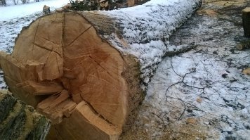 Этой зимой власти Сергиева Посада уничтожили вот такого красавца, который, судя по количеству колец, и Наполеона пережил, и Гитлера... а вот нынешних хищников, ищущих предлоги осваивать бюджеты, - не смог. 

Ни одной червоточинки, трухи или ещё каких-то признаков болезни или нездоровья. Крепчайший ствол в два обхвата взрослым и немаленьким человеком. Единственное, оно росло немного в сторону, что однако не мешало ему прожить и не рухнуть не менее двух сотен лет.

Для справки: дерево находилось в совершенно непешеходном месте, не мешало ни проезду автомобилей, ни вообще чему бы то ни было, рядом нет ни парковки, ни вообще чего-либо, на что оно могло бы упасть. Зато оно находилось под стенами Лавры. Где без согласования с "праведниками" ни одну травинку не тронут. Это если не сами божьи слуги и заказали старожила.