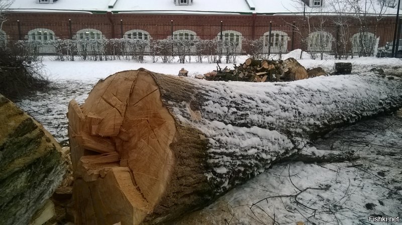 Этой зимой власти Сергиева Посада уничтожили вот такого красавца, который, судя по количеству колец, и Наполеона пережил, и Гитлера... а вот нынешних хищников, ищущих предлоги осваивать бюджеты, - не смог. 

Ни одной червоточинки, трухи или ещё каких-то признаков болезни или нездоровья. Крепчайший ствол в два обхвата взрослым и немаленьким человеком. Единственное, оно росло немного в сторону, что однако не мешало ему прожить и не рухнуть не менее двух сотен лет.

Для справки: дерево находилось в совершенно непешеходном месте, не мешало ни проезду автомобилей, ни вообще чему бы то ни было, рядом нет ни парковки, ни вообще чего-либо, на что оно могло бы упасть. Зато оно находилось под стенами Лавры. Где без согласования с "праведниками" ни одну травинку не тронут. Это если не сами божьи слуги и заказали старожила.