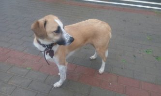 Взяли из приюта. Уже взрослый был (около года), людей боялся, видать, досталось ему в "той жизни". А сейчас - нет более любящего и верного пса!