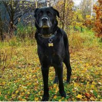 12й год ЧУДОвищу. За всю жизнь только один сапог резиновый погрыз. А мячиков теннисных бессчётное множество побрил-разгрыз )))