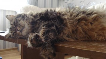 Субботний котопост