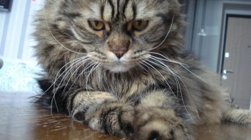 Субботний котопост