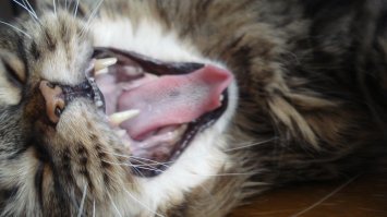 Субботний котопост