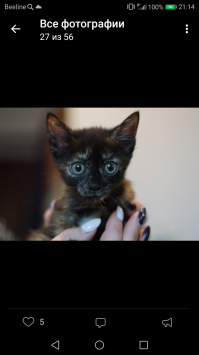 Вот что пестренькая, она уже подросла, это она болеет, а 5я по окраске такая же, я никак не могу её сфотографировать, непоседливая