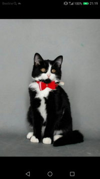 Колоритные уличные собаки со всего мира