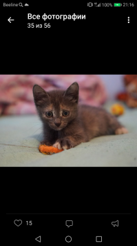 И ещё одного черно беленького подружке отдали. Из этих троих. А вот это первенцы)) там ещё был рыжий котенок, его сразу забрали, коробку мне с 5ю котятами подкинули под дверь , и ещё у меня был черненький, его тоже забрали)))