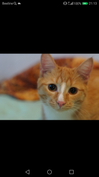 Вот что пестренькая, она уже подросла, это она болеет, а 5я по окраске такая же, я никак не могу её сфотографировать, непоседливая