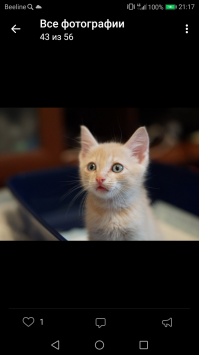 И ещё одного черно беленького подружке отдали. Из этих троих. А вот это первенцы)) там ещё был рыжий котенок, его сразу забрали, коробку мне с 5ю котятами подкинули под дверь , и ещё у меня был черненький, его тоже забрали)))