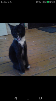 Колоритные уличные собаки со всего мира