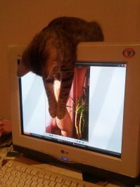 Субботний котопост