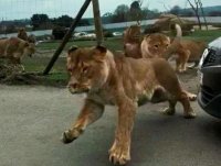 такие лапочки,такие морды