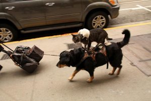 У меня лапки: избалованные собаки и кошки, которых хозяева носят на себе