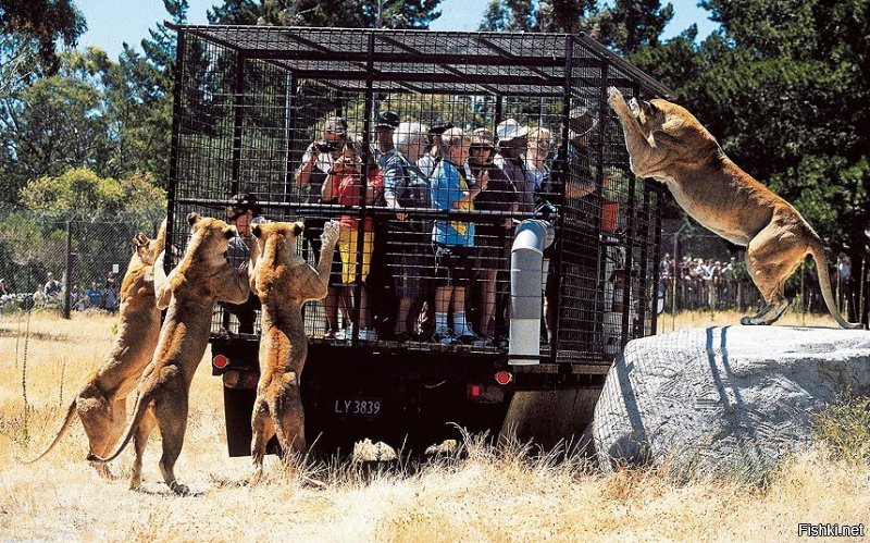 Львы напали на машину с детьми в сафари-парке