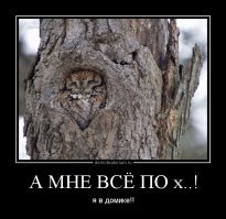 найди сову)))