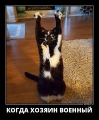Смешные картинки с надписями