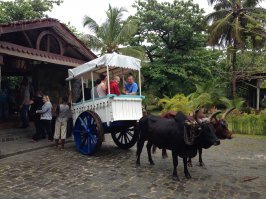 Мне довелось вот на таком такси покататься, скорость 3 км/час.
