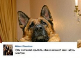 Большие собаки снова в моде