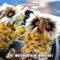 Совы разные нужны, совы разные важны, или сов много не бывает