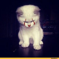 Надо такую же подборку сделать с котами, Вот Кот-Пеннивайз!)