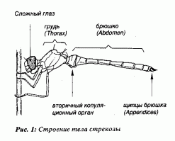 Если брюшко стрекозы вызывает ассоциации, то это новый уровень эволюции а-ля Алексей Панин