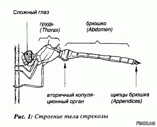 Если брюшко стрекозы вызывает ассоциации, то это новый уровень эволюции а-ля Алексей Панин