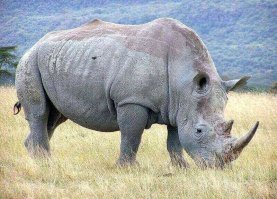 Самое опасное животное Африки